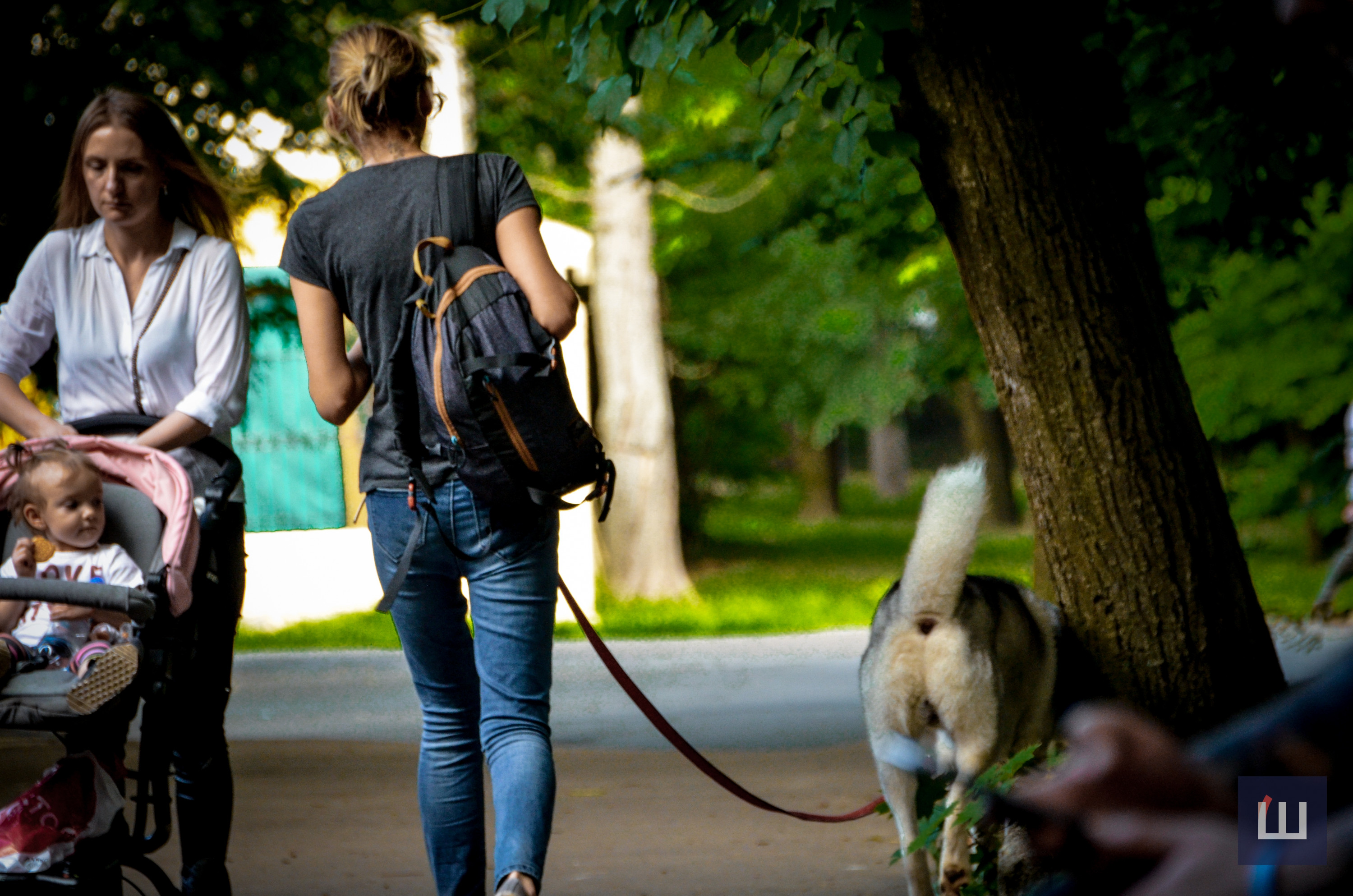Правові норми, регулюючі вигул собак