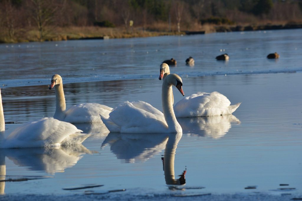 На озері в селі Чортория Брусницької громади на Вижниччині 30 січня, зареєстрували випадок грипу диких лебедів. Через це населенню заборонили відвідувати прибережні ділянки озер.
