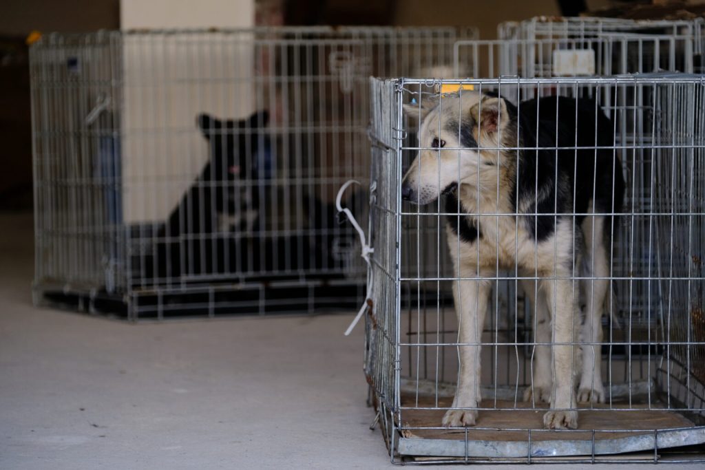 У Чернівцях Центр Стерилізації проводитиме вилов безпритульних собак