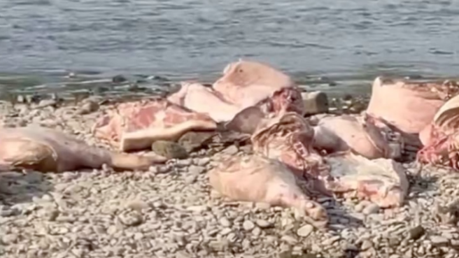 У Чернівцях в річці Прут знайшли 12 туш мертвих свиней.