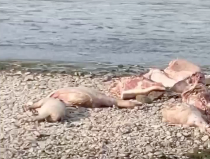 У Чернівцях в річці Прут знайшли 12 туш мертвих свиней.