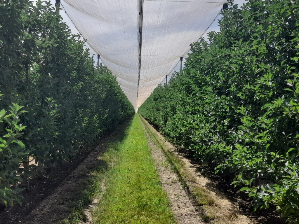 Буковинське підприємство «Молодіжна аграрна спілка» вирощує та експортує яблука до Шрі-Ланки, Швейцарії, Нідерландів, Оману, Катару та ОАЕ.