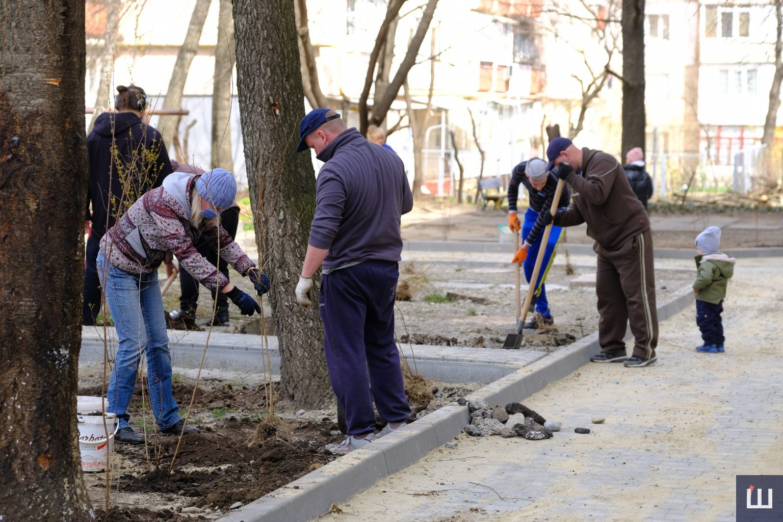 У Чернівцях планують висадити дерева та кущі на понад 2,3 мільйона гривень