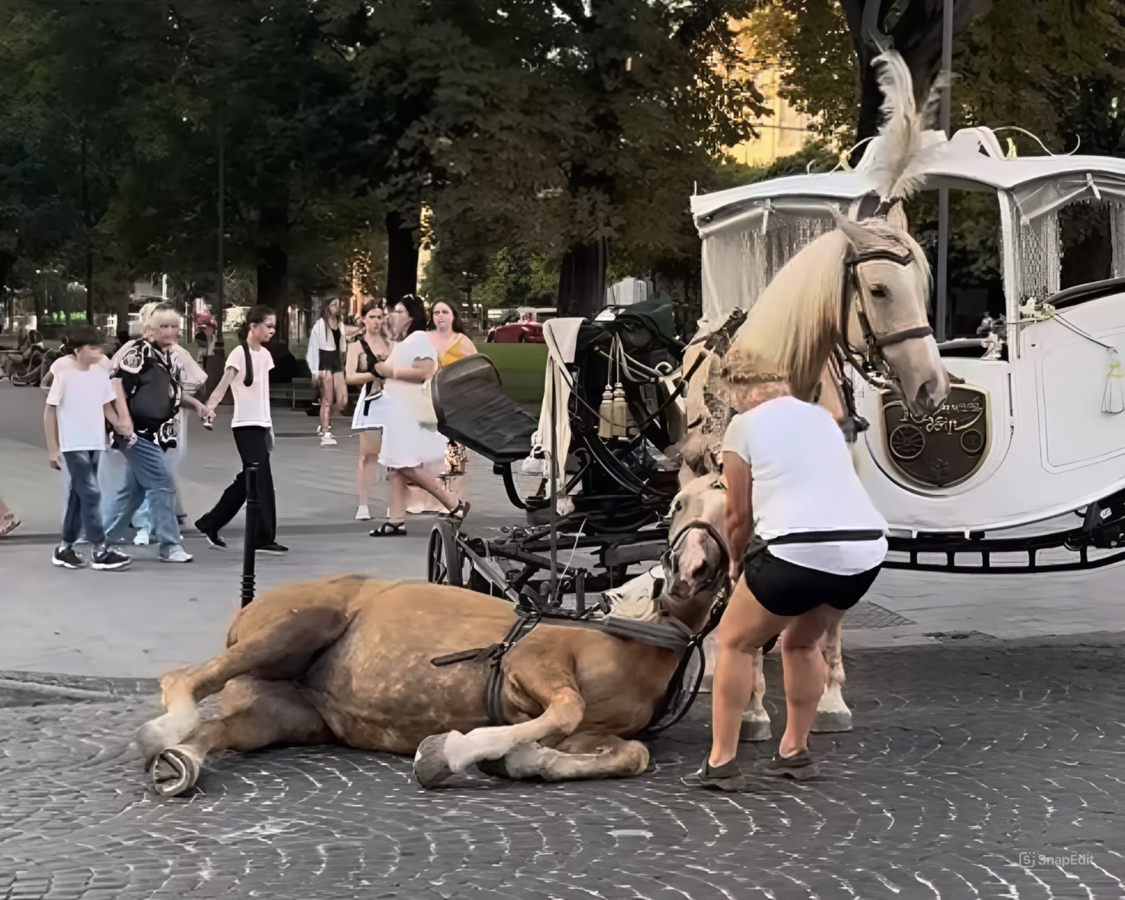Тварина – не розвага: чому катання на поні чи фото із птахом є експлуатацією