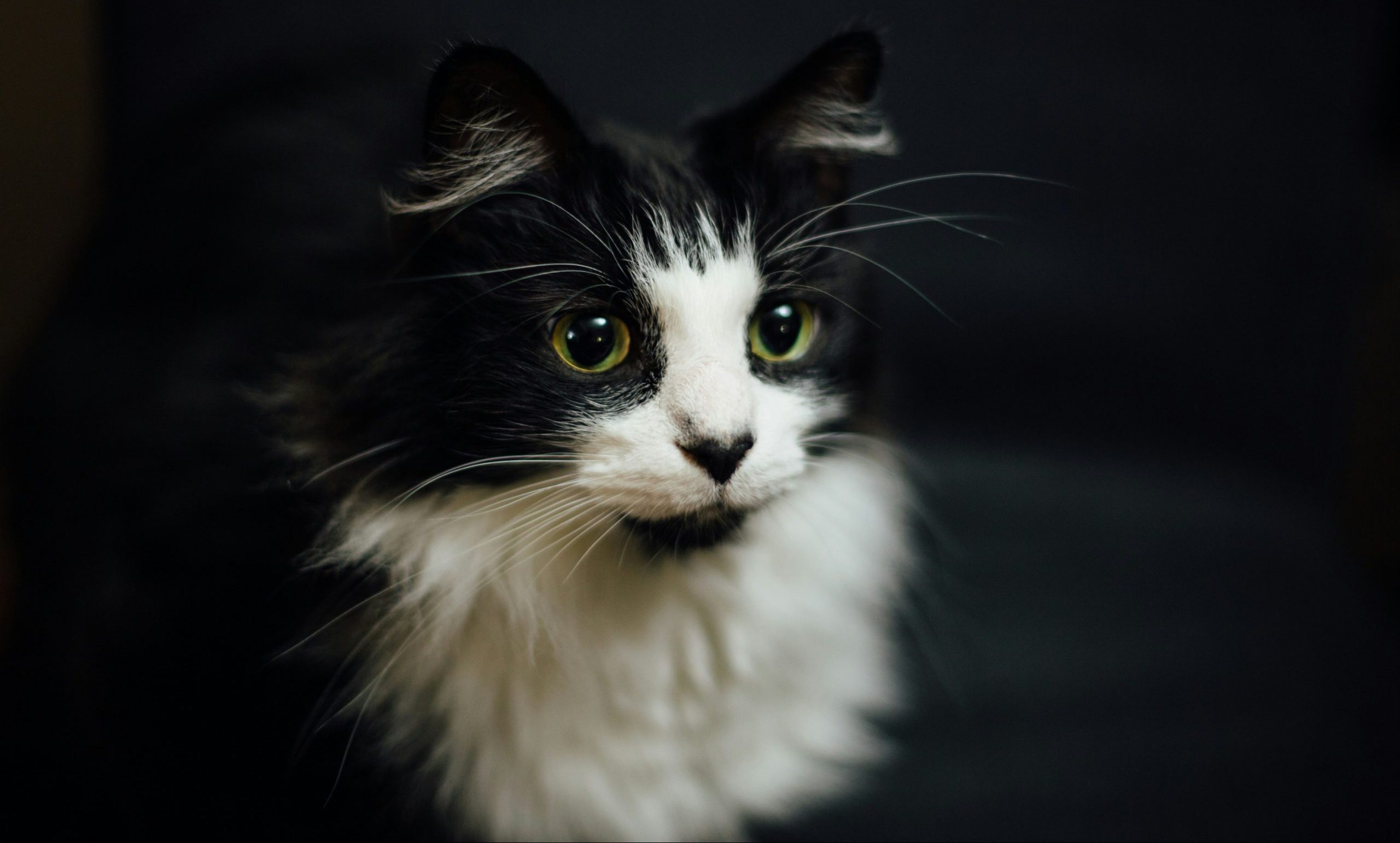 У Чернівцях відкриють фотовиставку «Чотири лапи – тисячі історій»