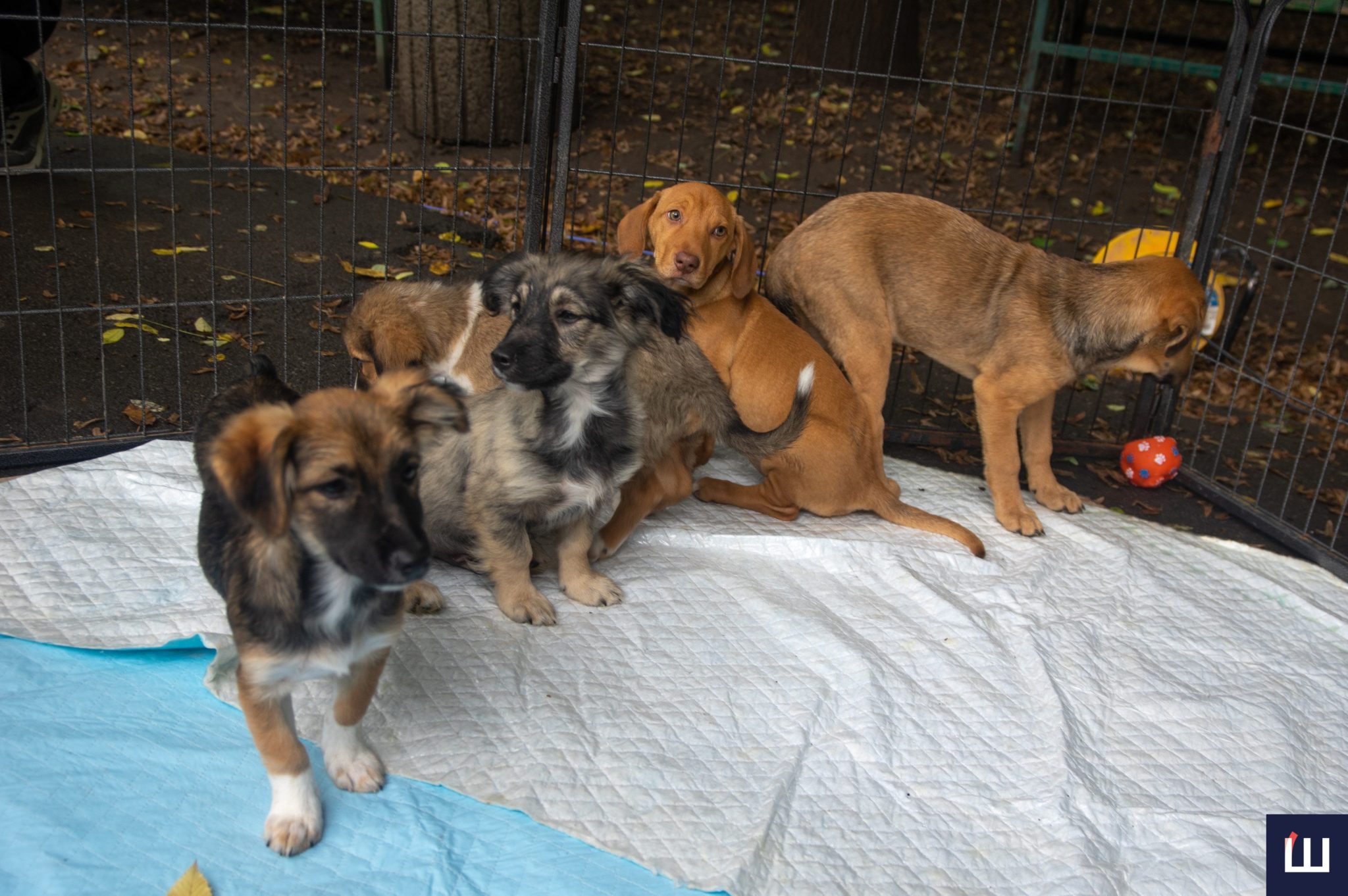 У парку Шевченка відбудеться виставка-прилаштування тварин