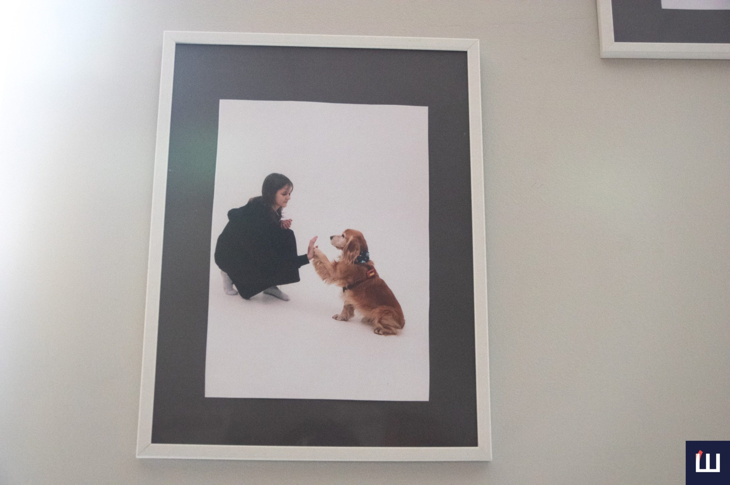 Лікує людина, а тварина у цьому допомагає: як собаки впливають на наше ментальне здоров’я