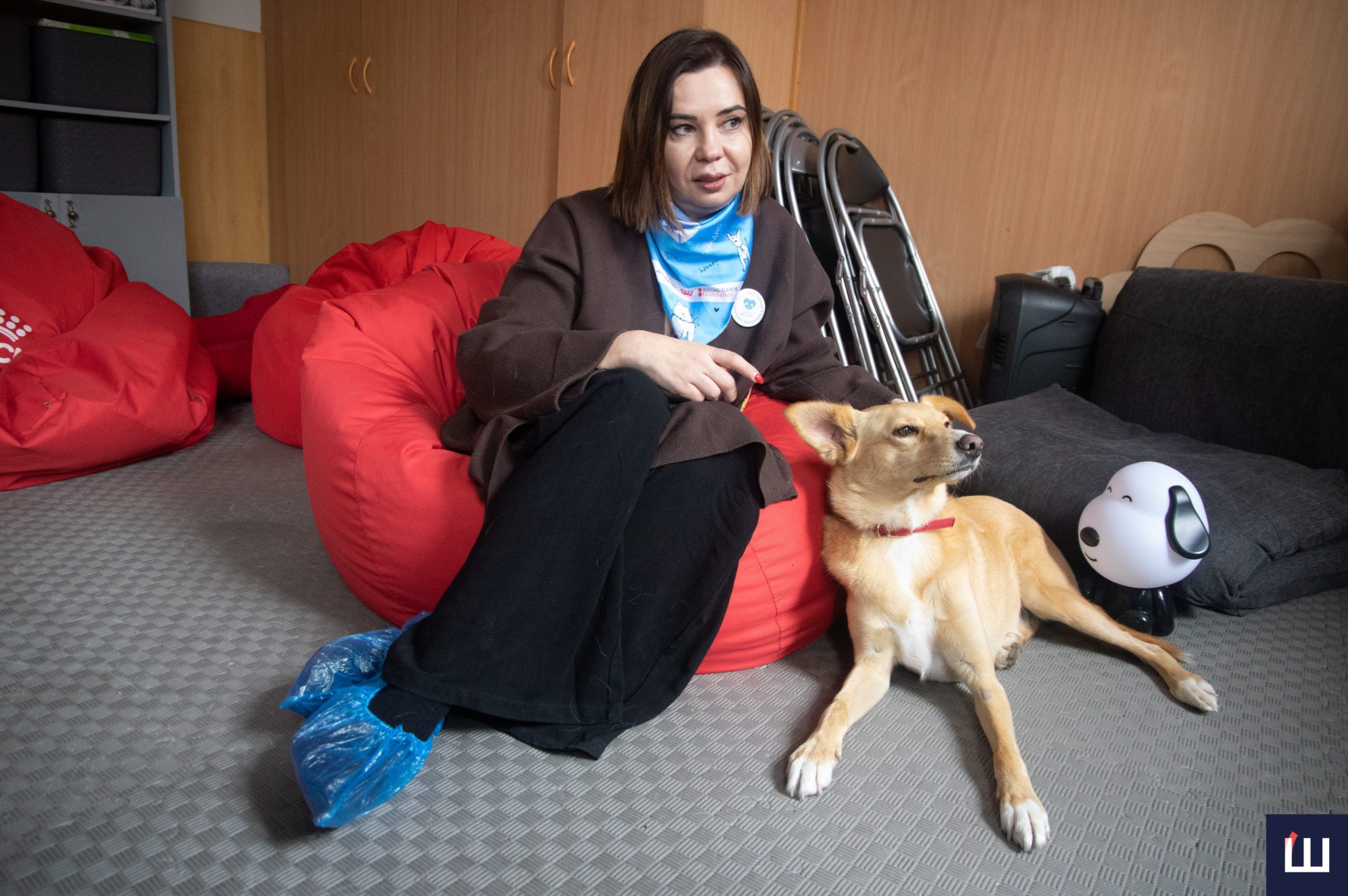 Лікує людина, а тварина у цьому допомагає: як собаки впливають на наше ментальне здоров’я