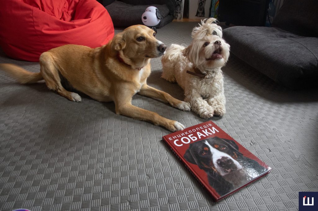 Лікує людина, а тварина у цьому допомагає: як собаки впливають на наше ментальне здоров’я